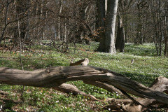 Vilm April 2013  (10)