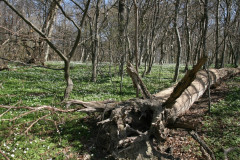 Vilm April 2013  (11)