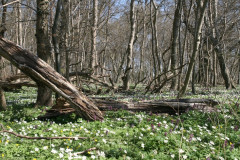 Vilm April 2013  (16)