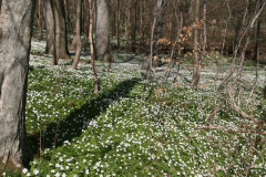 Vilm April 2013  (24)