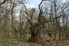 Vilm April 2013  (34)