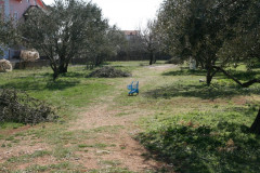 Raslina (9)
