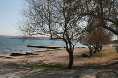 Raslina (11)