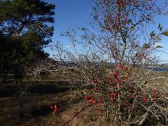 Mönchgut 25 Okt 2018  (39)