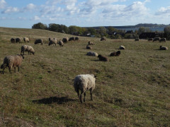 Mönchgut 25 Okt 2018a  (19)