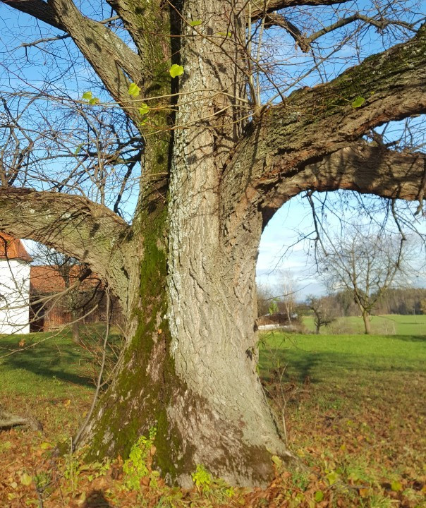 1. Dezember Spaziergang