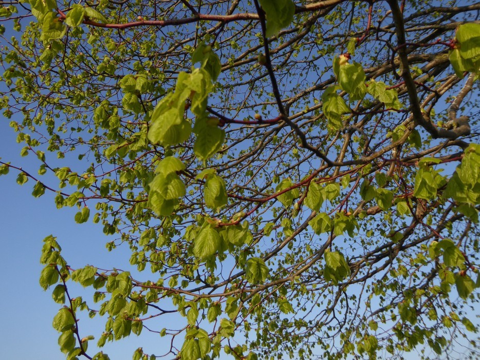 Meine Linde 8.April 2017 (7)