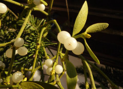 2. ADVENT