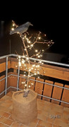 Zierapfelbaum weihnachtlich beleuchtet