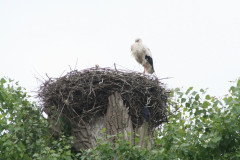 Storchennest 01