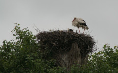 Storchennest 02