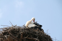 Storchennest 03