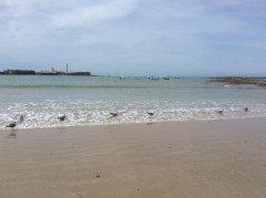 Cadiz