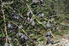 Oliven vor der Ernte