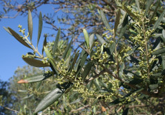 Olivenknospen im April