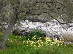Frühling im Olivenhain