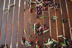 Blätter auslesen  (4)