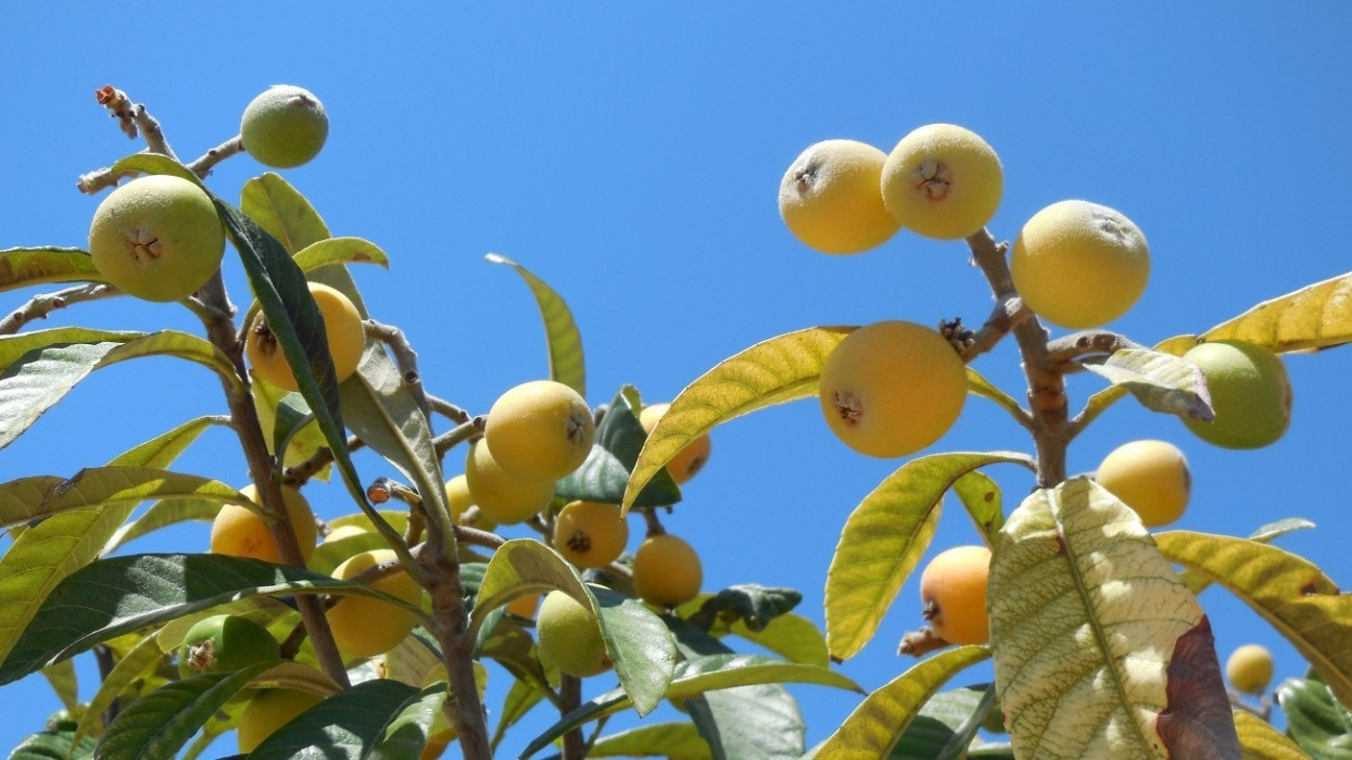 ?random=646867928&maxWidth=0&embedded=0&thumbnail=medium