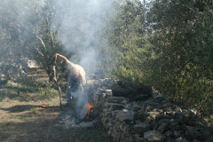 Oliven Lena 026