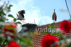 Naturpark Lonjsko Polje