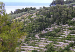 Oliventerrassen