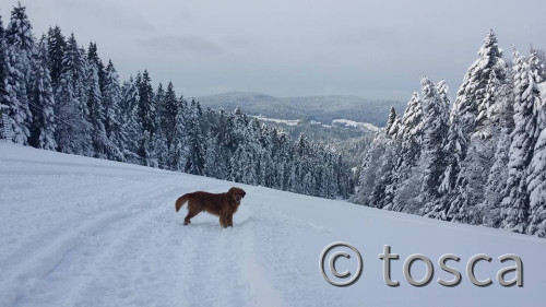 Sammy im Schnee