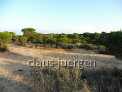 Coto de Donana