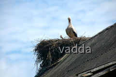 Naturpark Lonjsko Polje