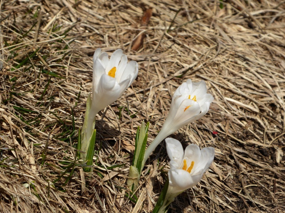 Krokus