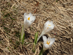 Krokus