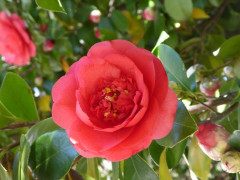 Magnolie