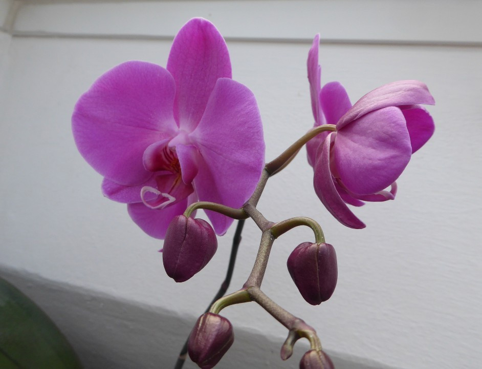 Phalaenopsis