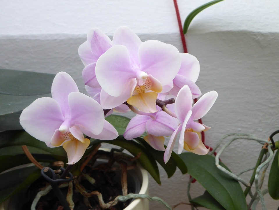 Phalaenopsis