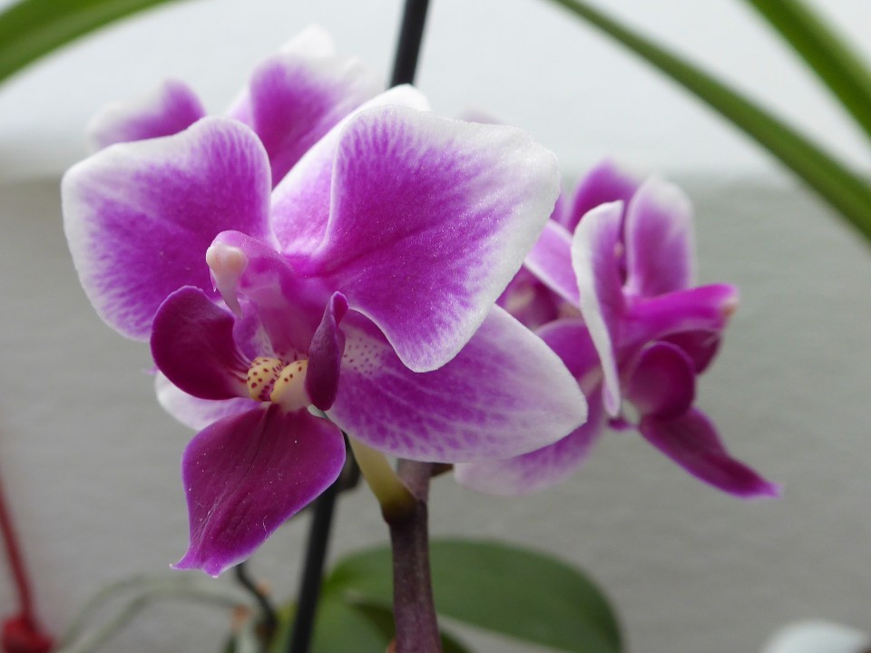 Phalaenopsis
