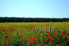 Naturpark Lonjsko Polje