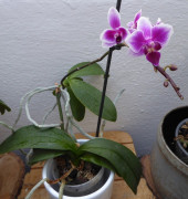 Phalaenopsis