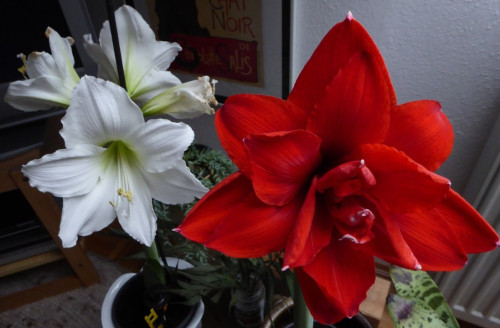 Amaryllis