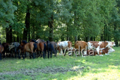 Naturpark Lonjsko Polje