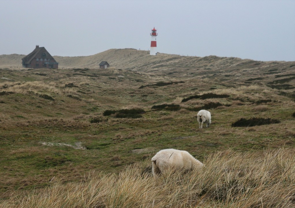 Sylt > Leuchtturm LIst West im Naturschutzgebier Ellenbogen