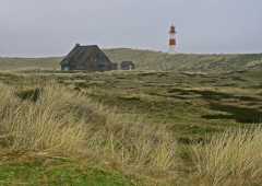 Sylt > Leuchtturm LIst West im Naturschutzgebier Ellenbogen
