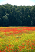 Naturpark Lonjsko Polje