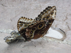 Schmetterlinge