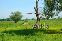 Naturpark Lonjsko Polje