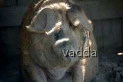 Naturpark Lonjsko Polje