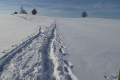 Meine Linde im Winter
