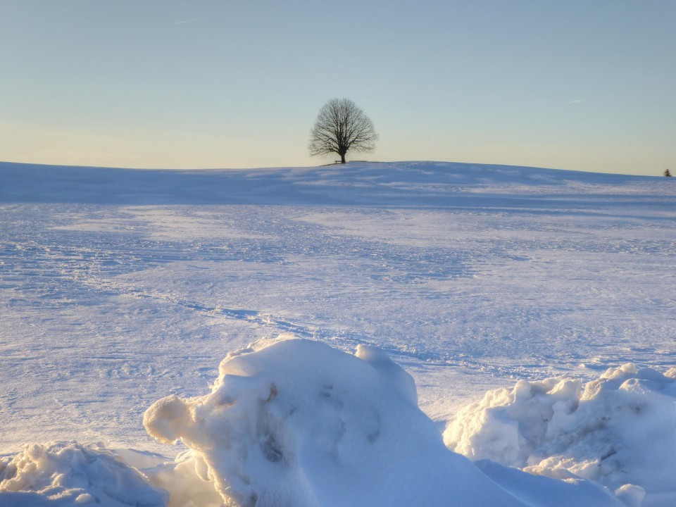 Meine Linde im Winter