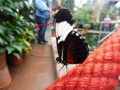 Schmetterlinge