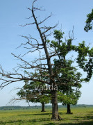Naturpark Lonjsko Polje