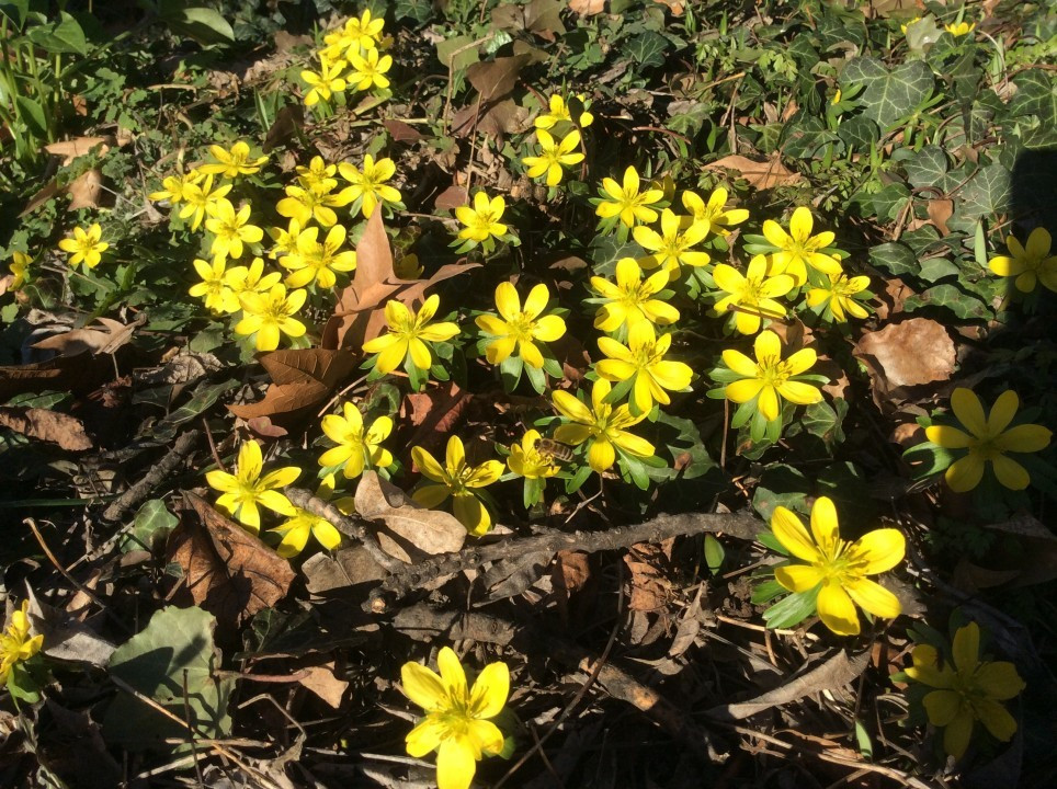 Frühlingsboten