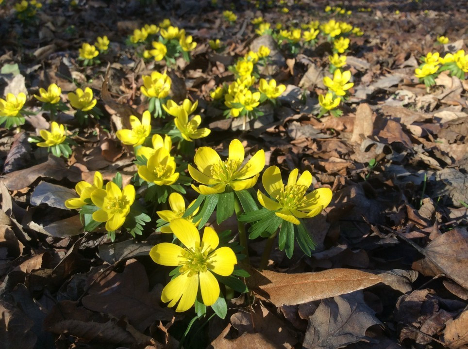 Frühlingsboten